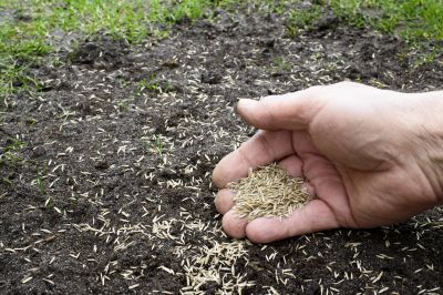 Residential Grass Seeding in Ventura County, CA