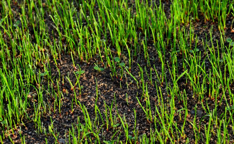 Soil Testing & Treatment