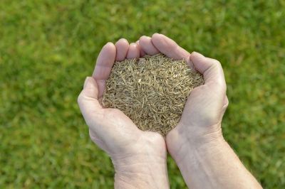 Lawn Renovation Projects